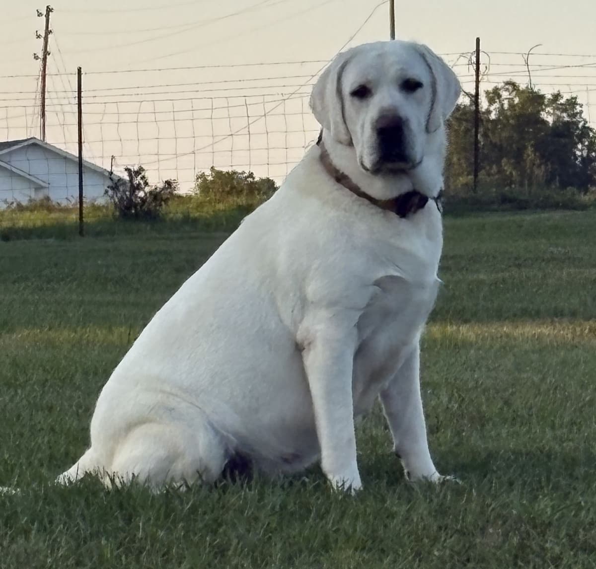 Labrador Retriever Puppies breeder image 12