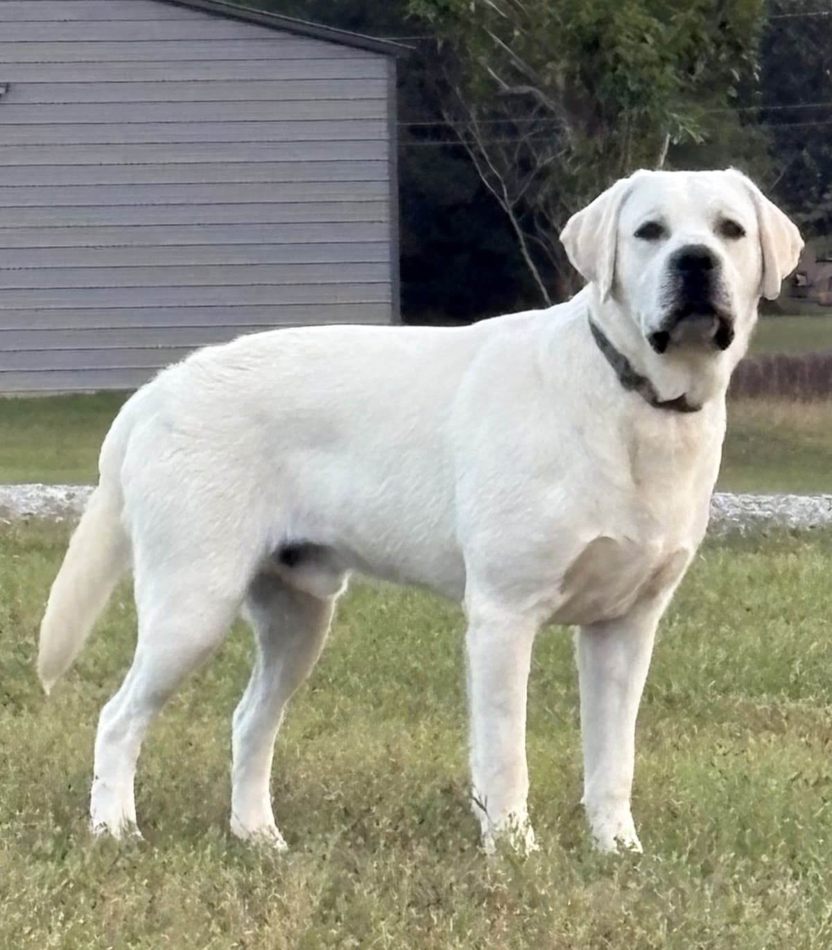 Labrador Retriever Puppies breeder image 14