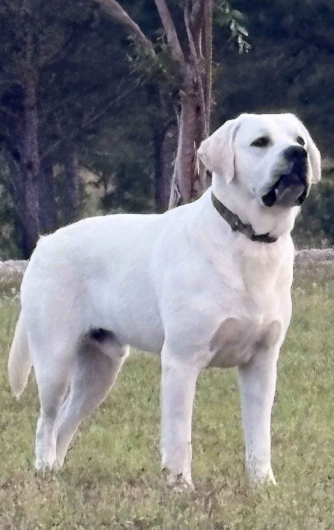 Labrador Retriever Puppies breeder image 15