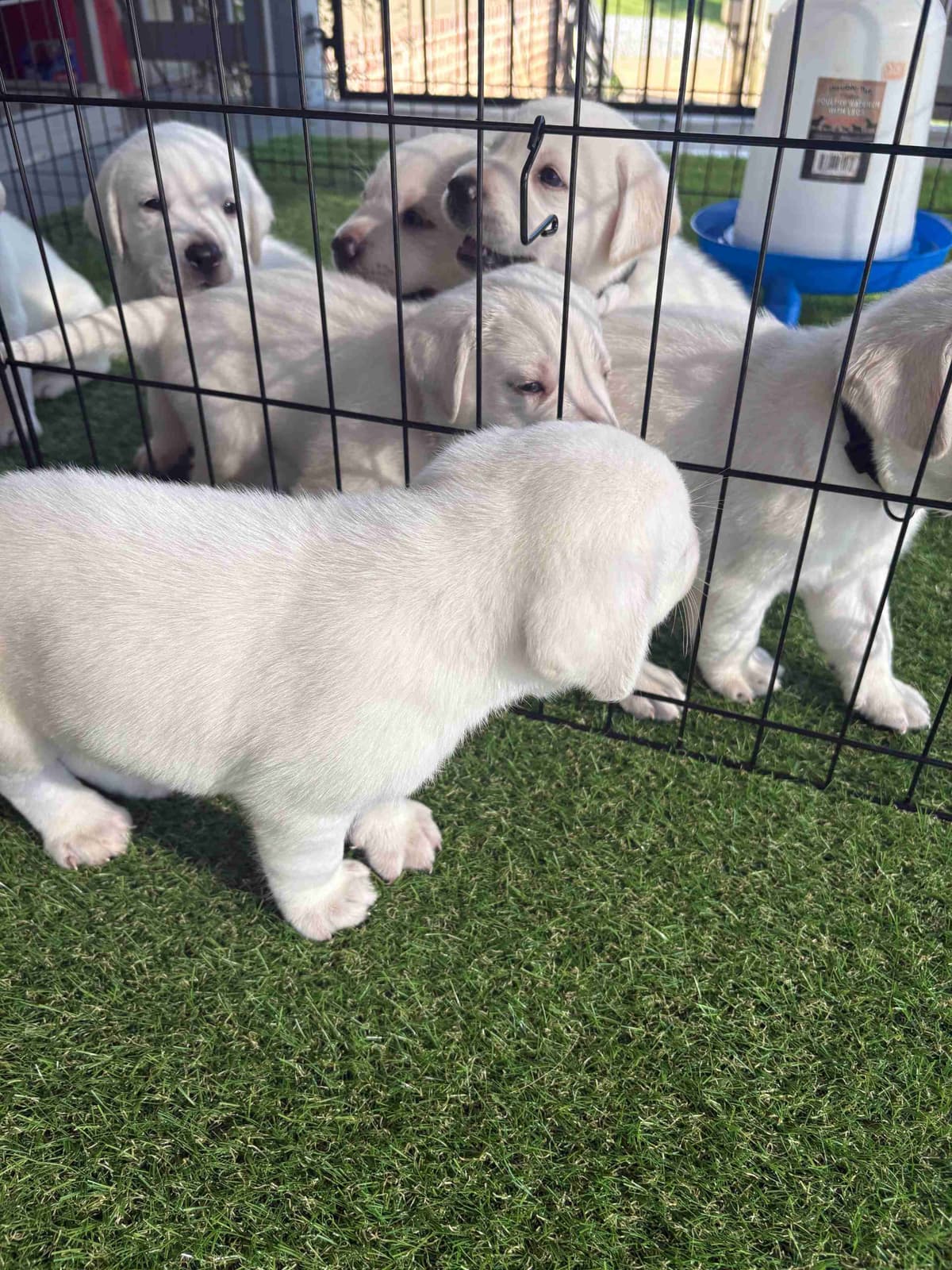 Labrador Retriever Puppies breeder image 11