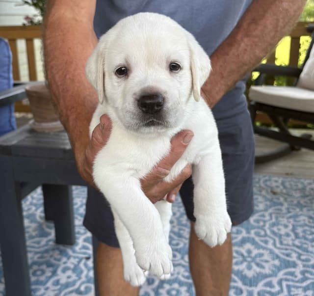 Labrador Retriever Puppies media 2
