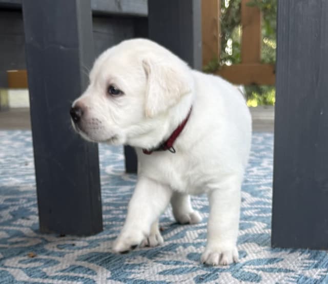 Labrador Retriever Puppies media 10