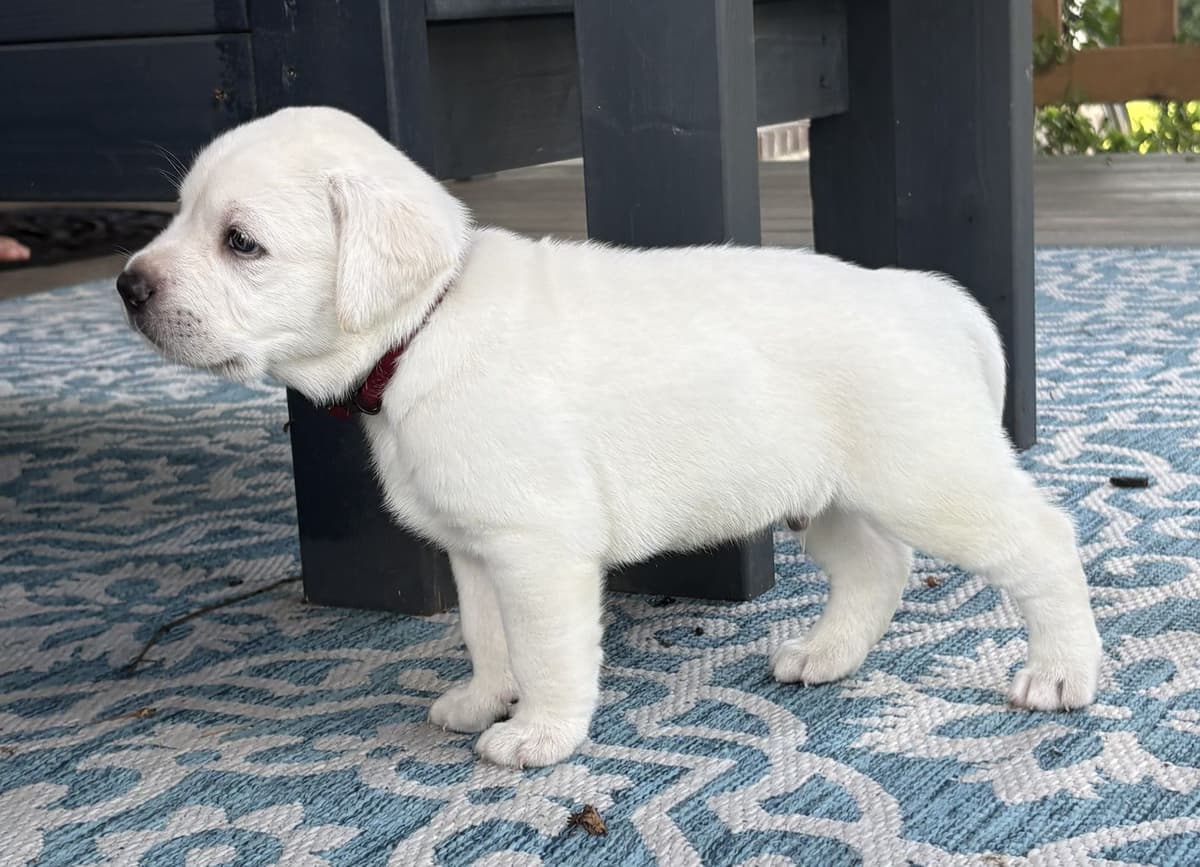 Labrador Retriever Puppies breeder image 10