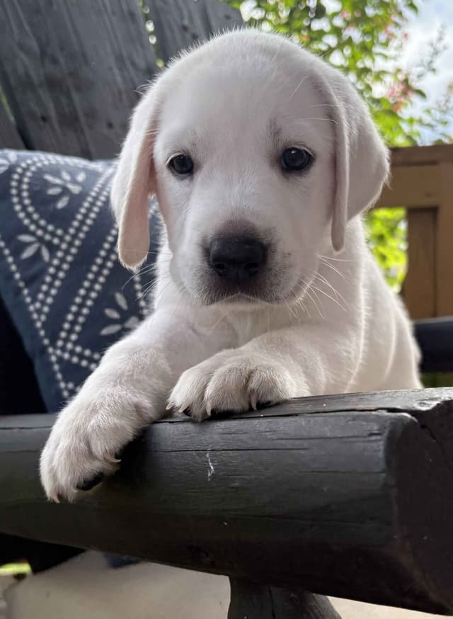 Labrador Retriever Puppies media 9