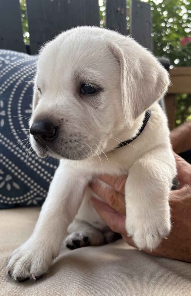 Labrador Retriever Puppies media 5