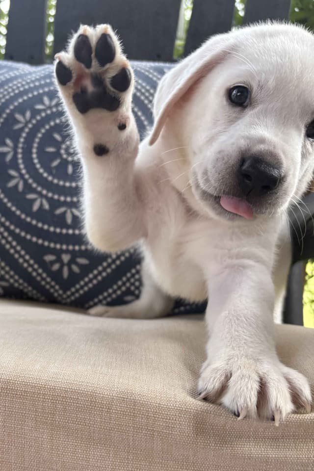 Labrador Retriever Puppies media 6