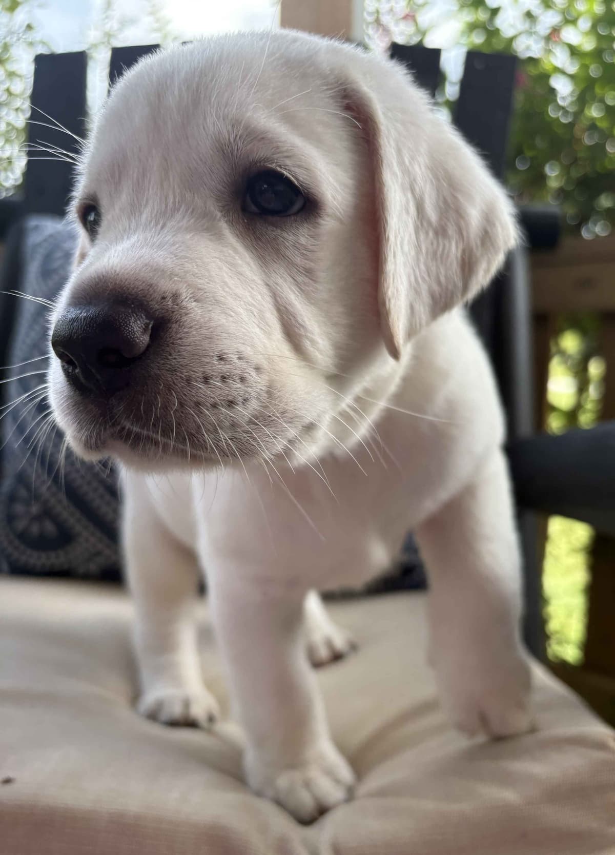 Labrador Retriever Puppies breeder image 1
