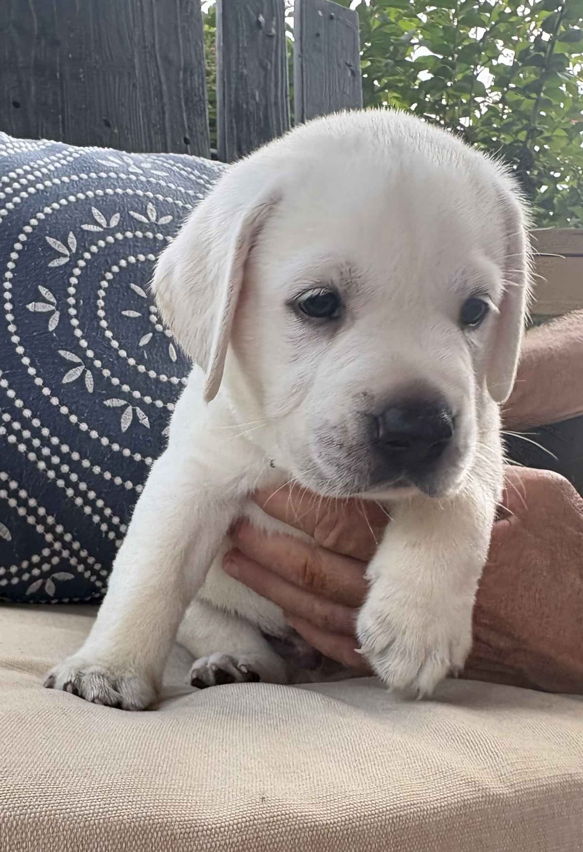 Labrador Retriever Puppies breeder image 7