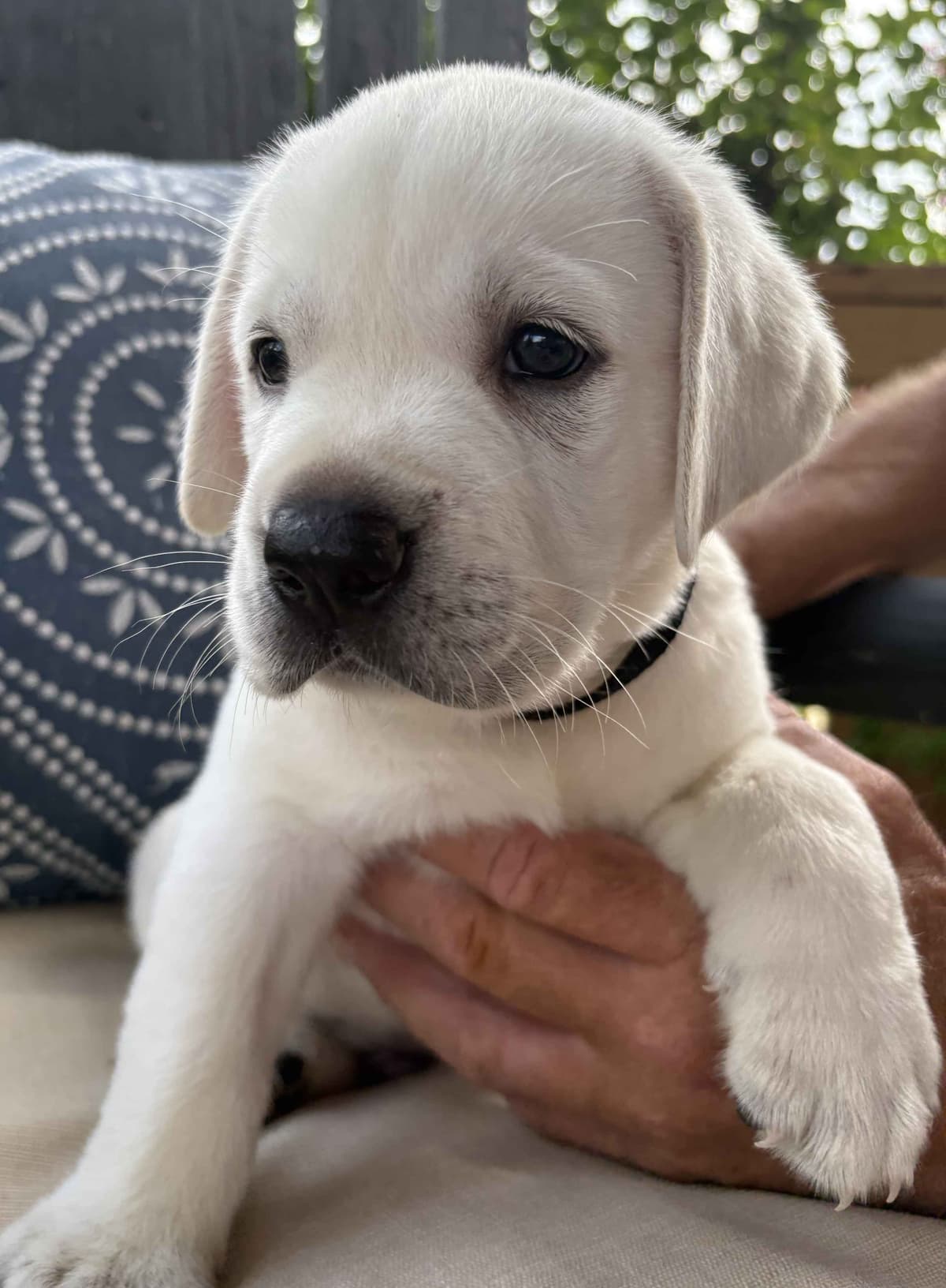 Labrador Retriever Puppies breeder image 6