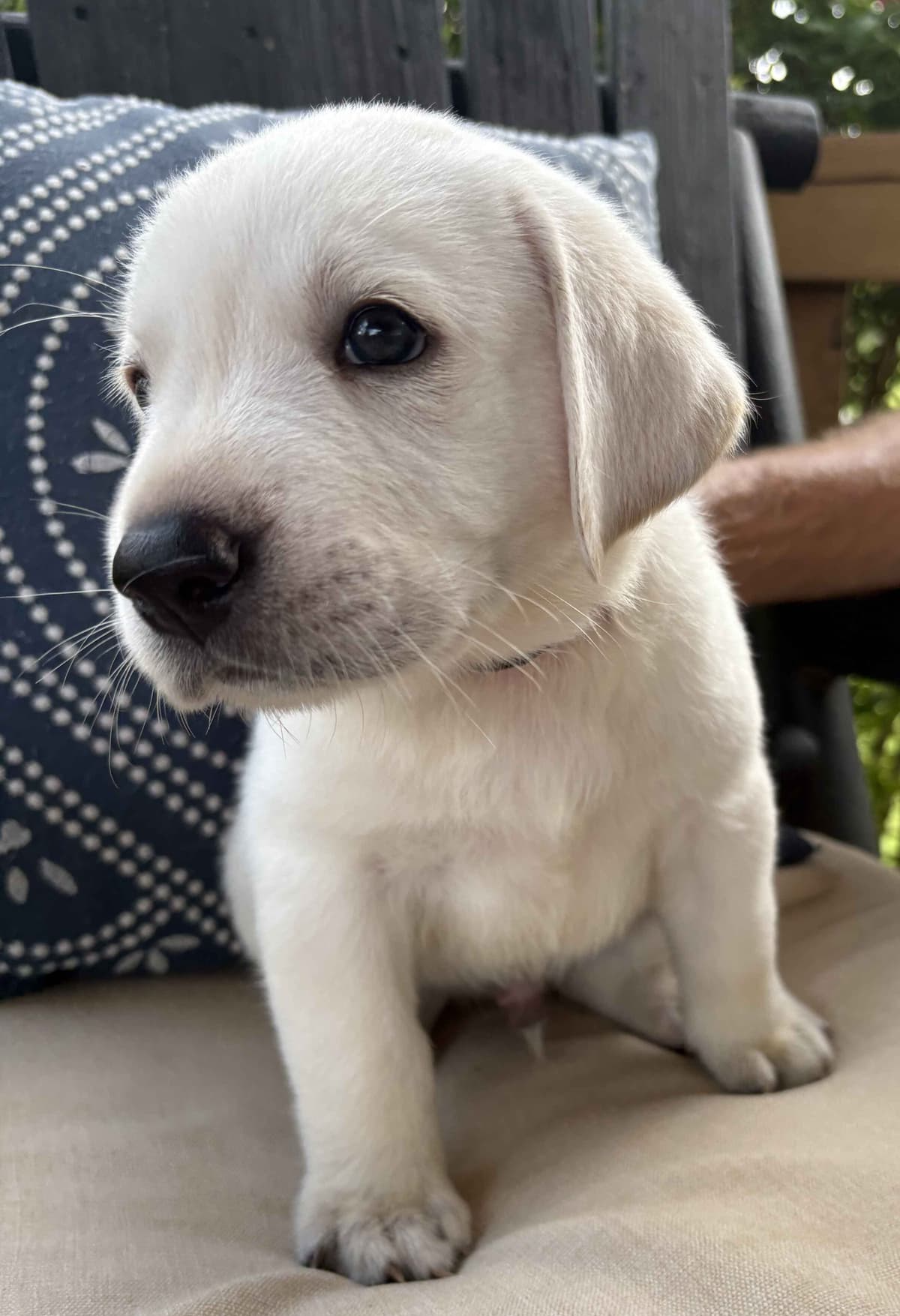 Labrador Retriever Puppies breeder image 8