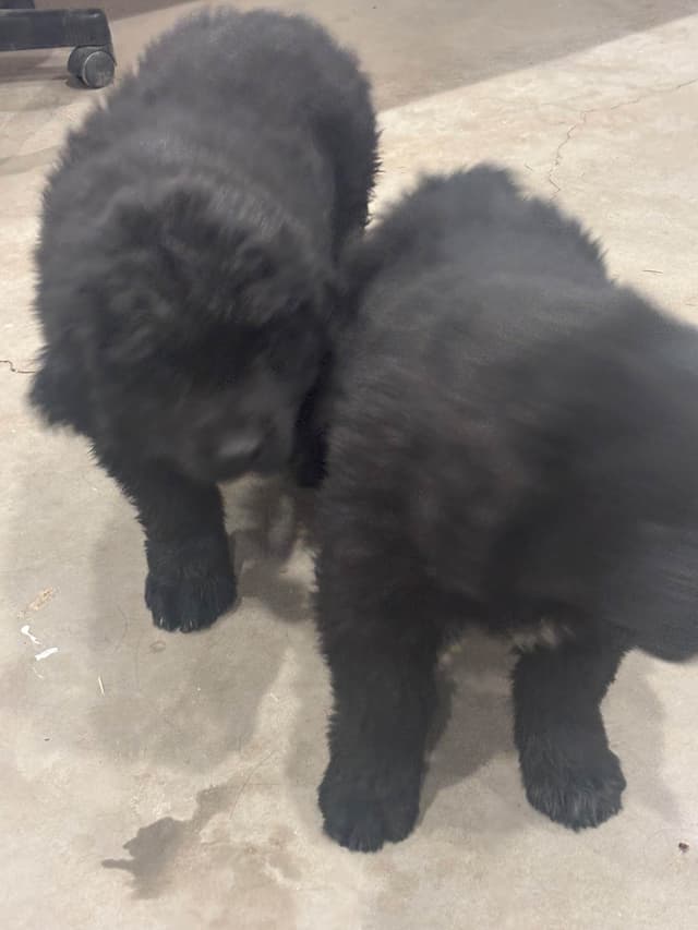 Newfoundland Puppies only 3 left ready to go home 🏠 with their owners media 2