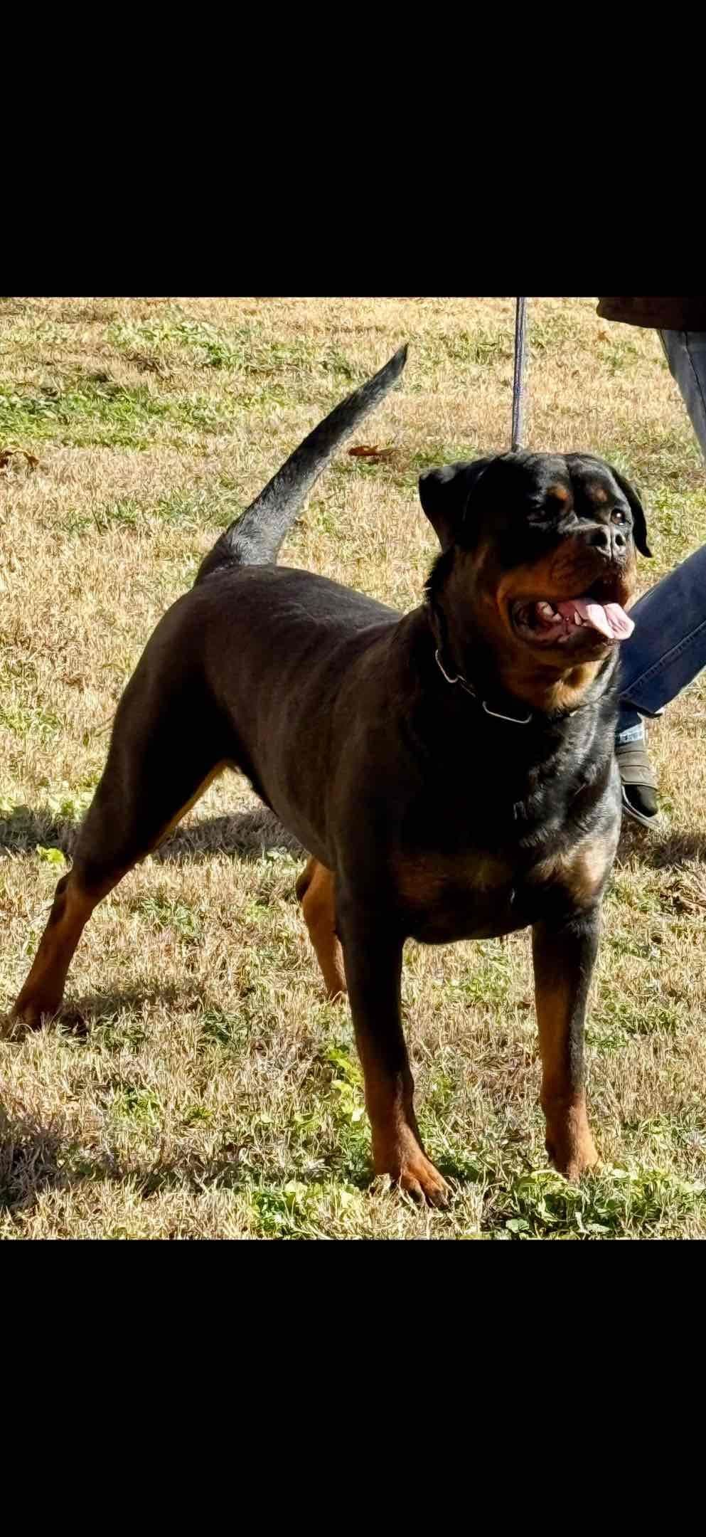 German Rottweiler Puppies, Champion and Working Bloodlines breeder image 1