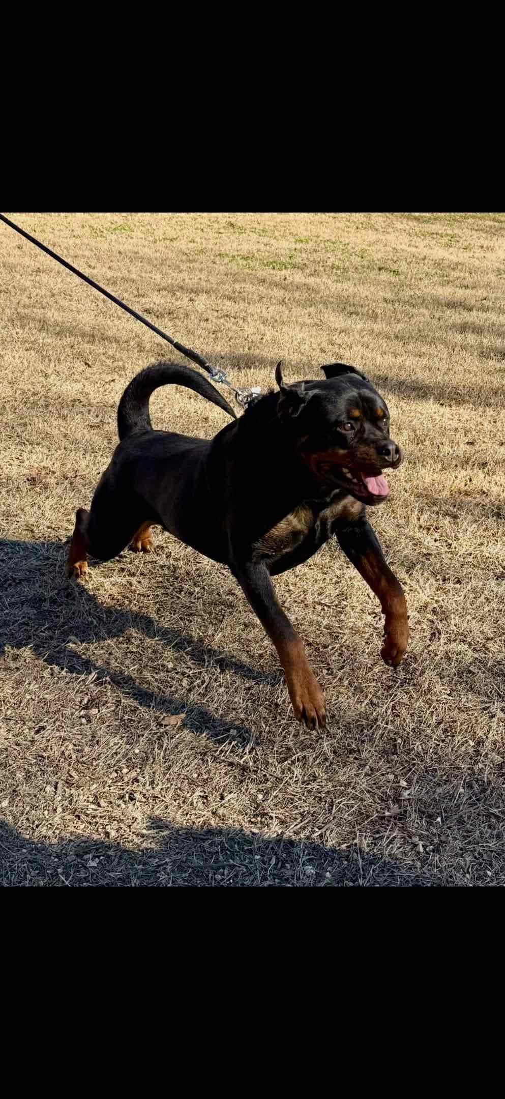German Rottweiler Puppies, Champion and Working Bloodlines breeder image 2
