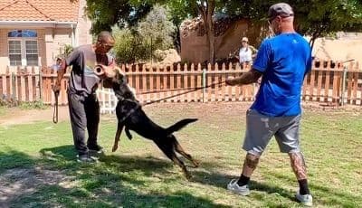 German Rottweiler Puppies, Champion and Working Bloodlines breeder image 3