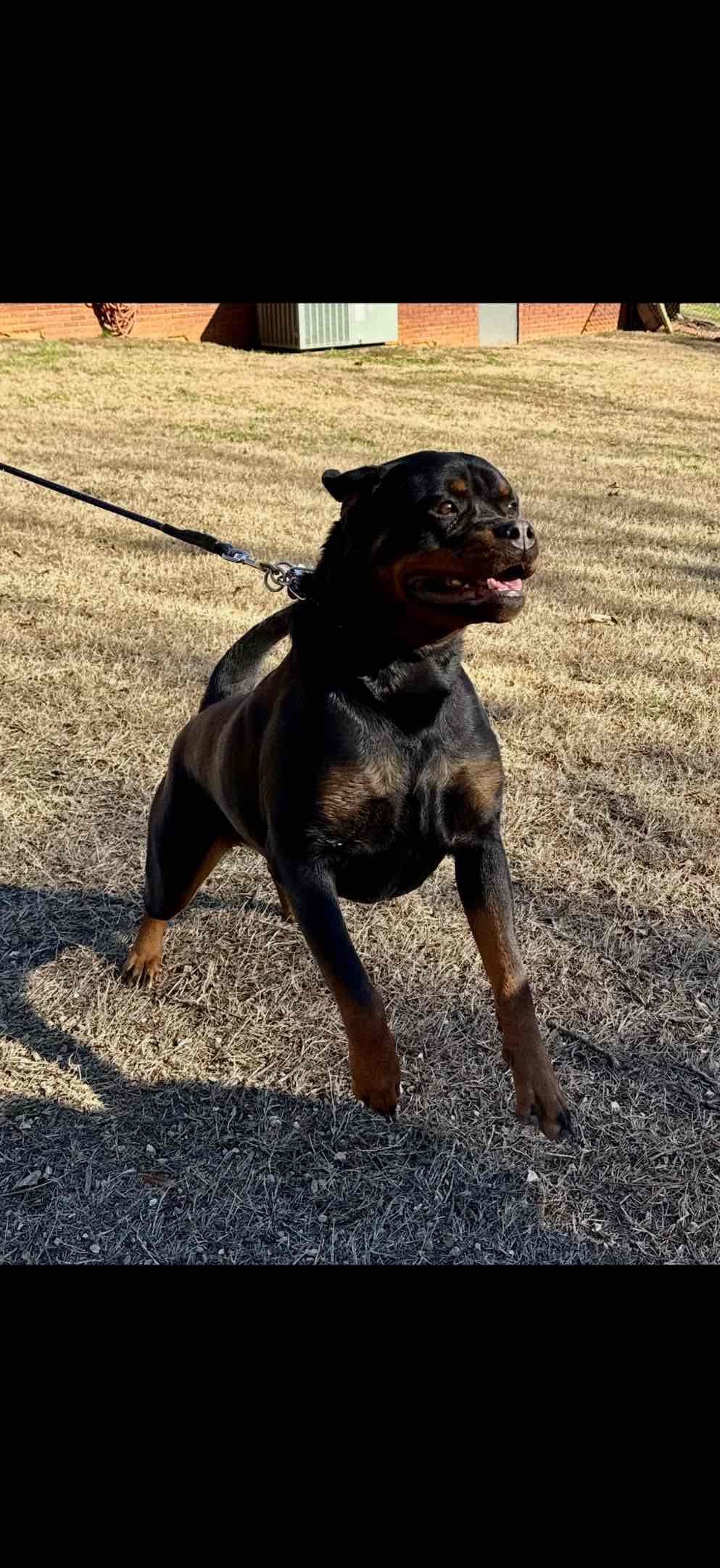 German Rottweiler Puppies, Champion and Working Bloodlines breeder image 4