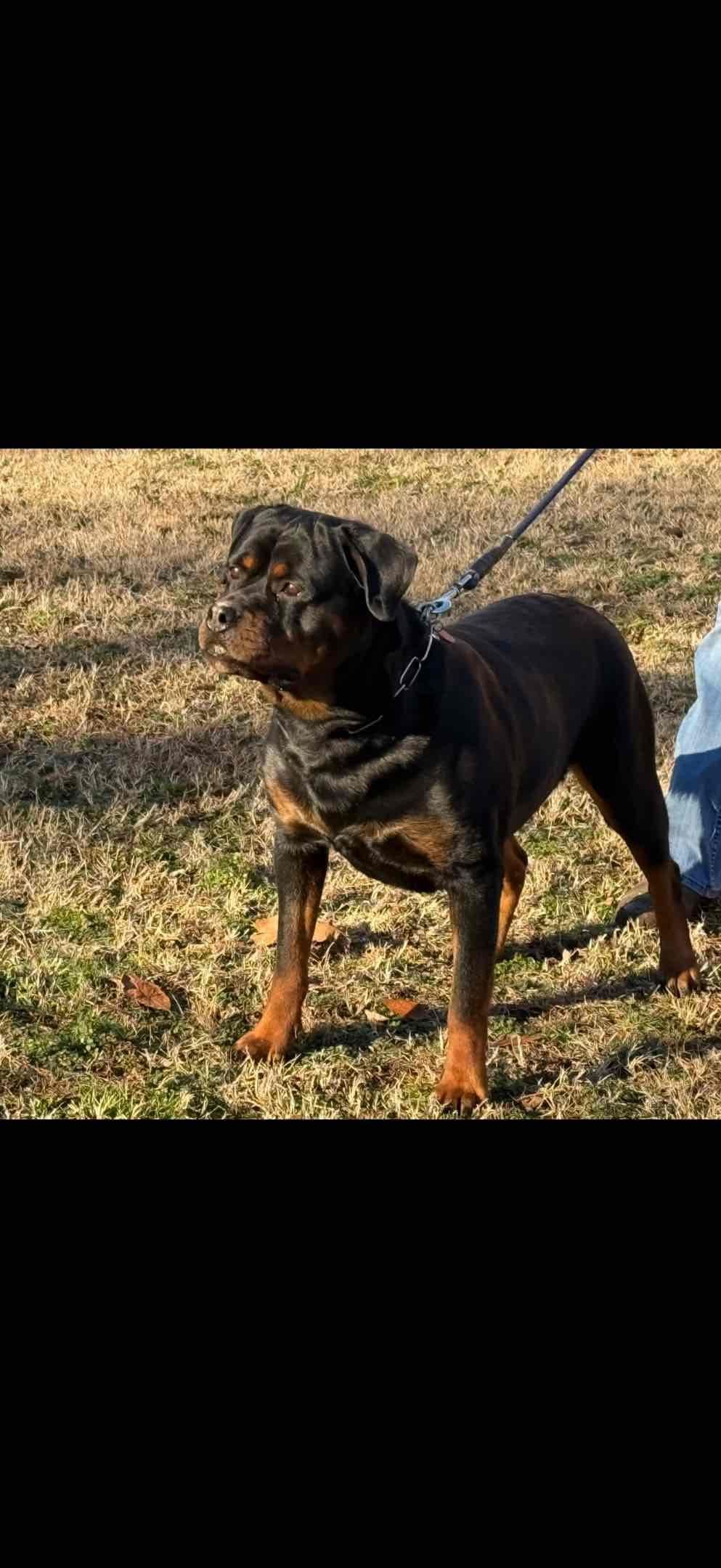 German Rottweiler Puppies, Champion and Working Bloodlines breeder image 5