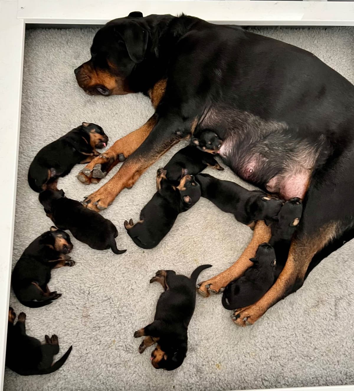 German Rottweiler Puppies, Champion and Working Bloodlines breeder image 6