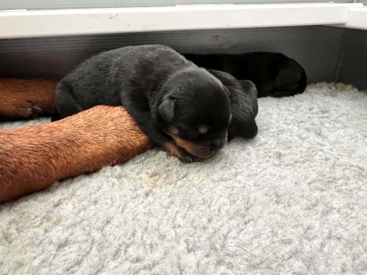 German Rottweiler Puppies, Champion and Working Bloodlines breeder image 8