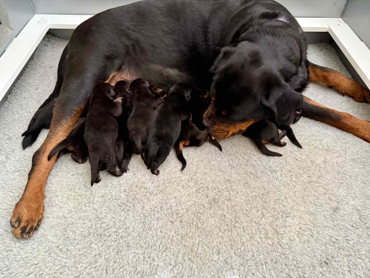 German Rottweiler Puppies, Champion and Working Bloodlines breeder image 9