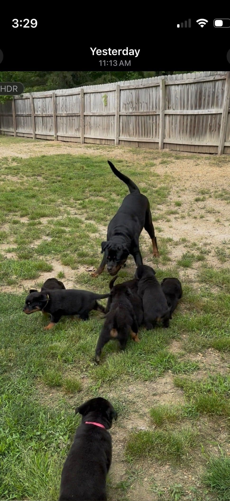 German Rottweiler Puppies, Champion and Working Bloodlines breeder image 11