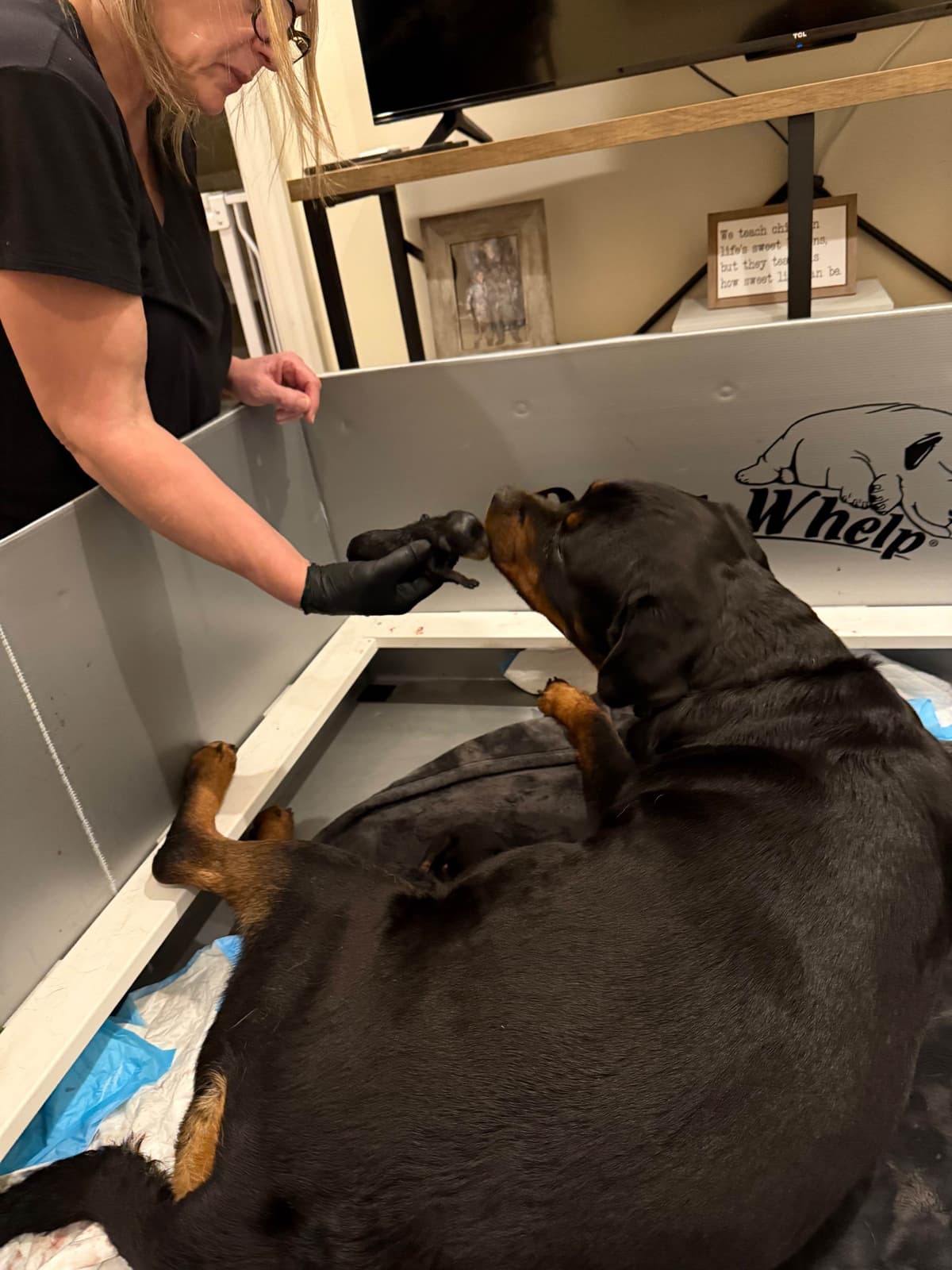 German Rottweiler Puppies, Champion and Working Bloodlines breeder image 13