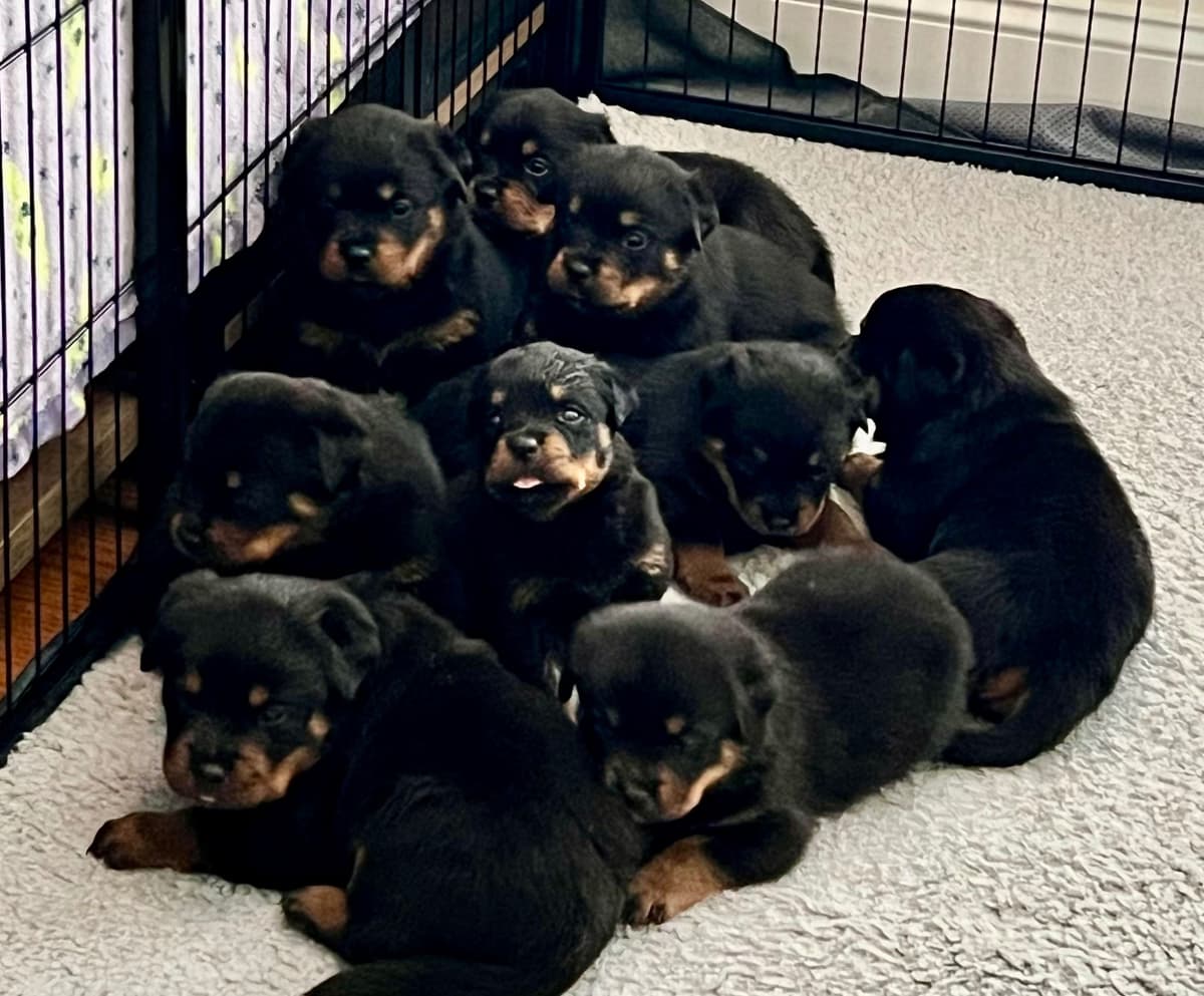 German Rottweiler Puppies, Champion and Working Bloodlines breeder image 15