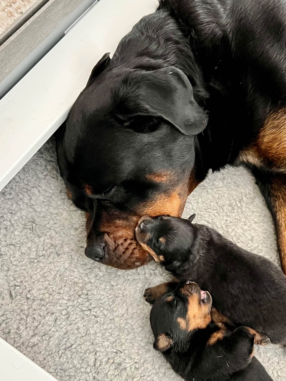 German Rottweiler Puppies, Champion and Working Bloodlines breeder image 16