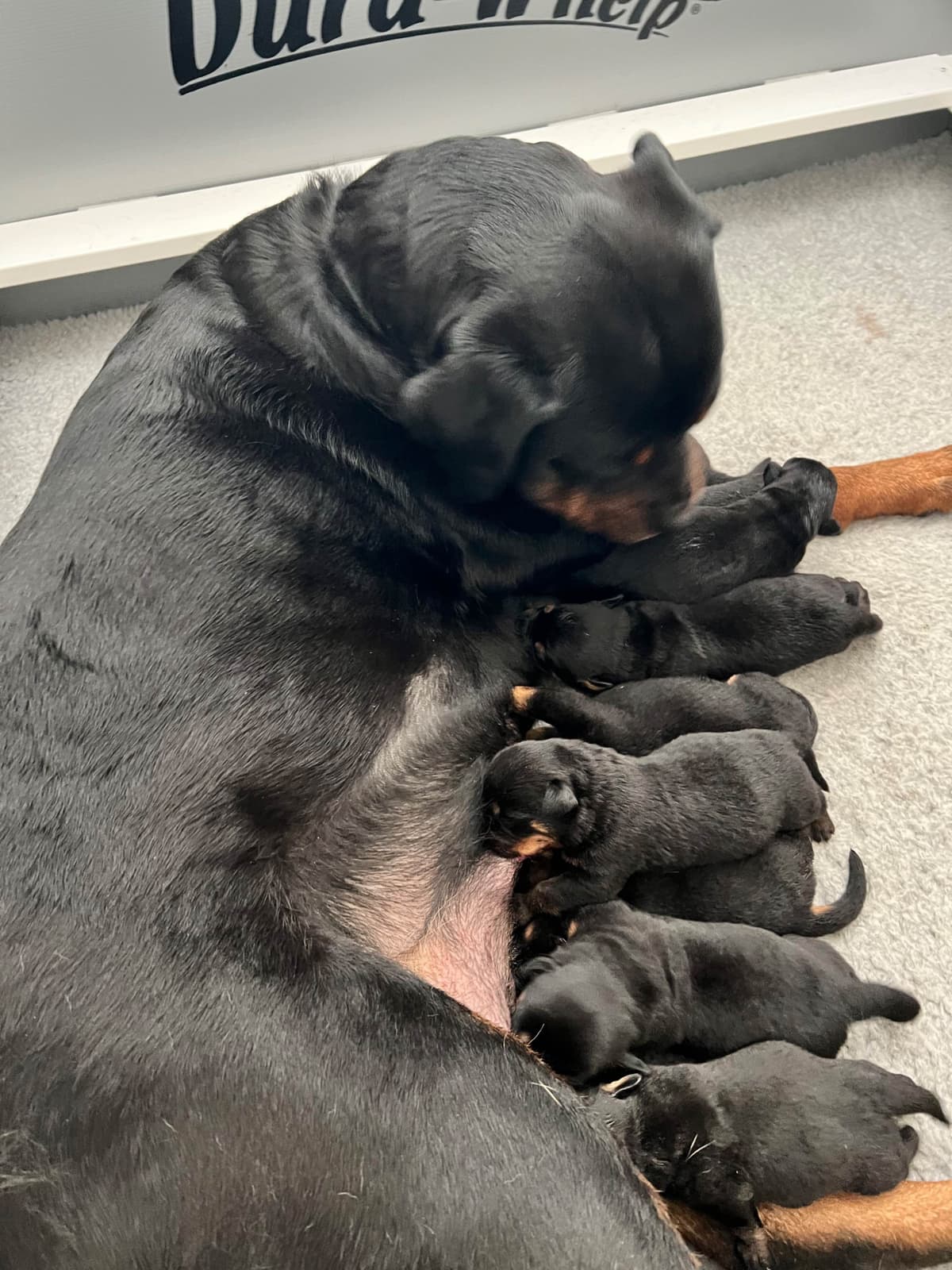 German Rottweiler Puppies, Champion and Working Bloodlines breeder image 17