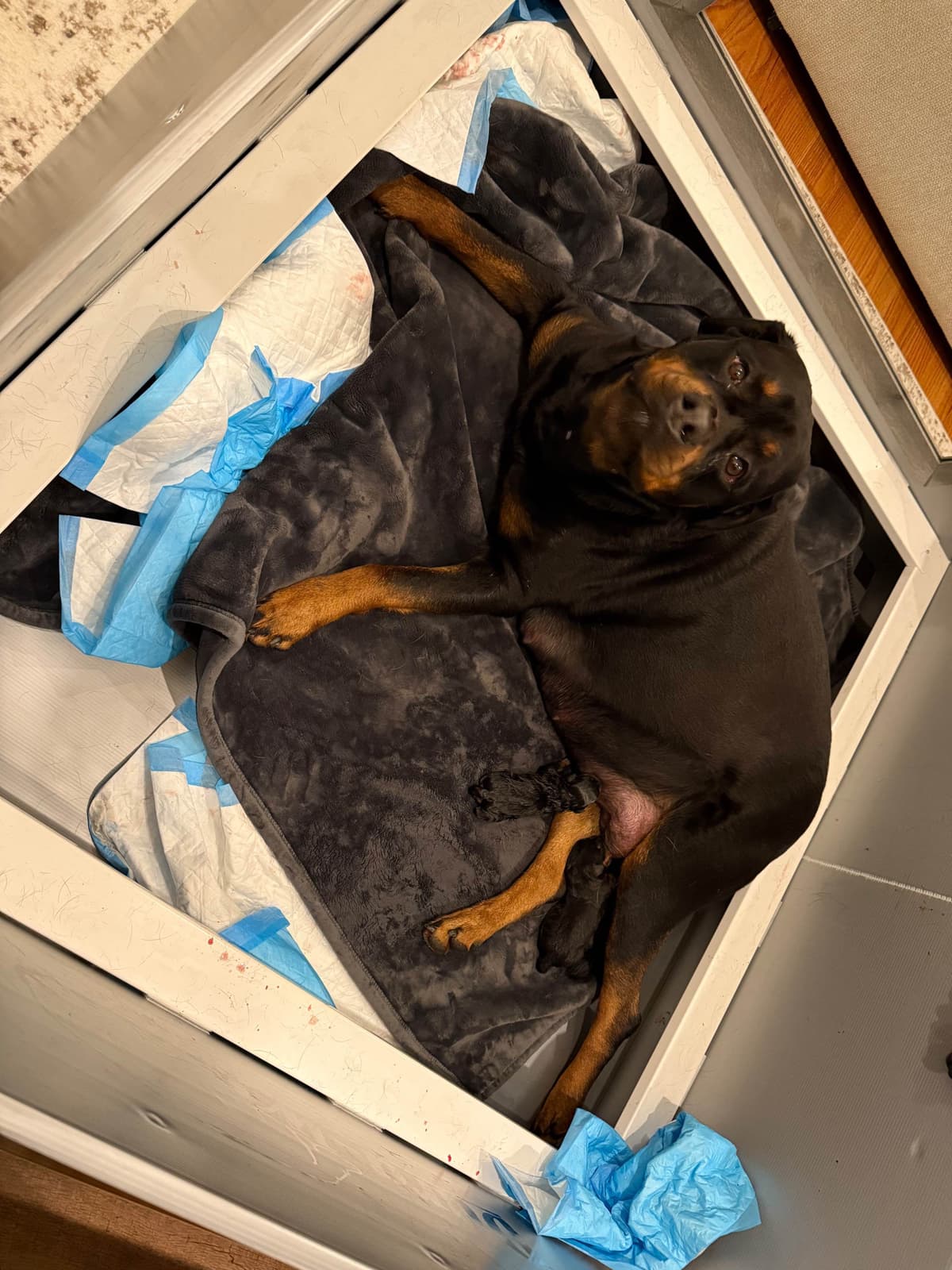 German Rottweiler Puppies, Champion and Working Bloodlines breeder image 19