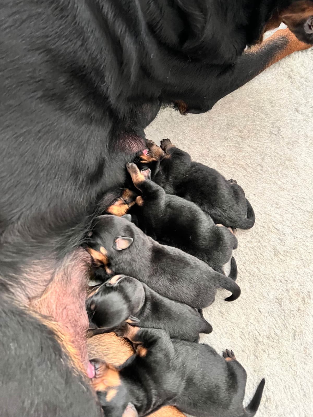 German Rottweiler Puppies, Champion and Working Bloodlines breeder image 18
