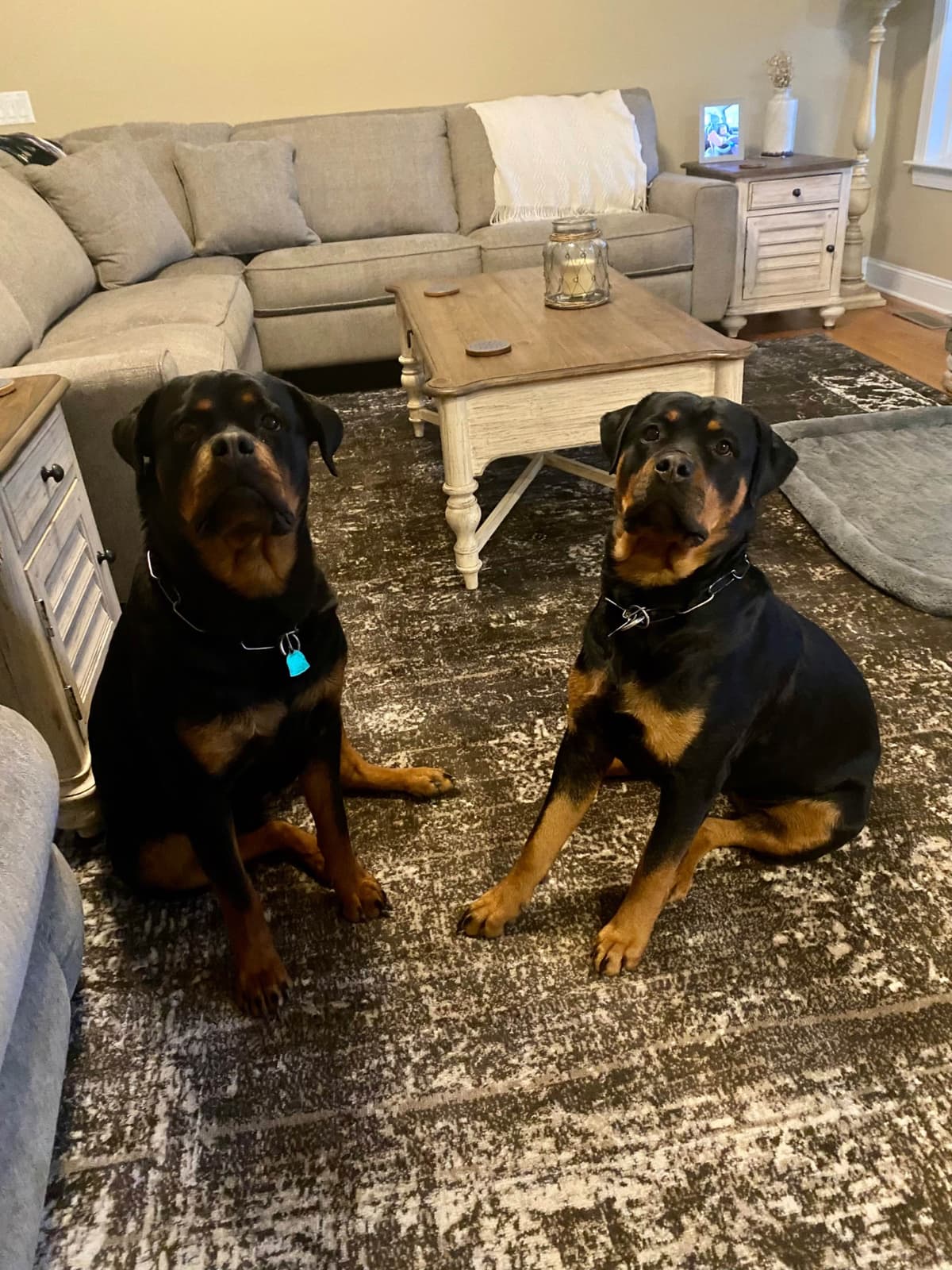 German Rottweiler Puppies, Champion and Working Bloodlines breeder image 23