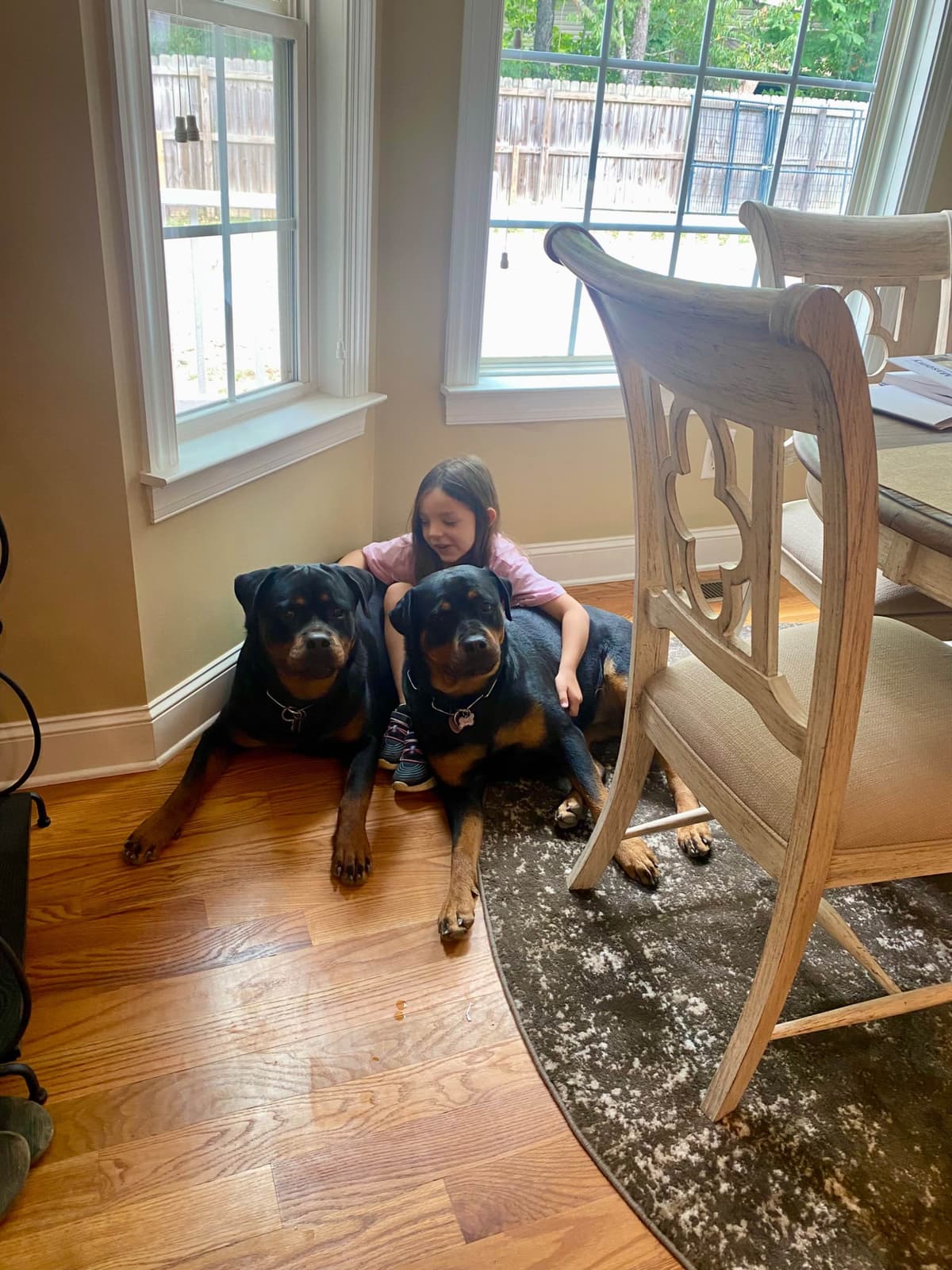 German Rottweiler Puppies, Champion and Working Bloodlines breeder image 22