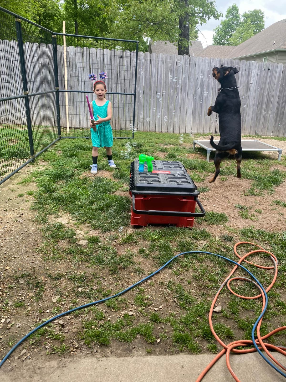 German Rottweiler Puppies, Champion and Working Bloodlines breeder image 25