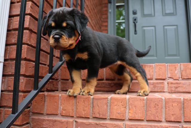 German Rottweiler Puppies, Champion and Working Bloodlines media 2