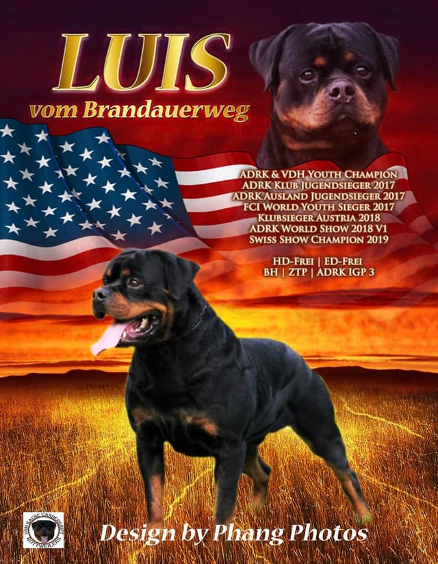 German Rottweiler Puppies, Champion and Working Bloodlines media 3