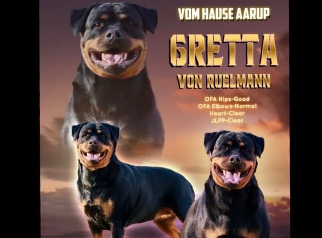 German Rottweiler Puppies, Champion and Working Bloodlines media 4