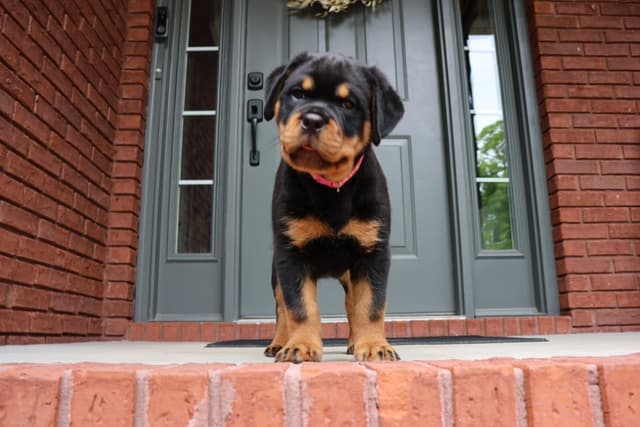 German Rottweiler Puppies, Champion and Working Bloodlines media 5