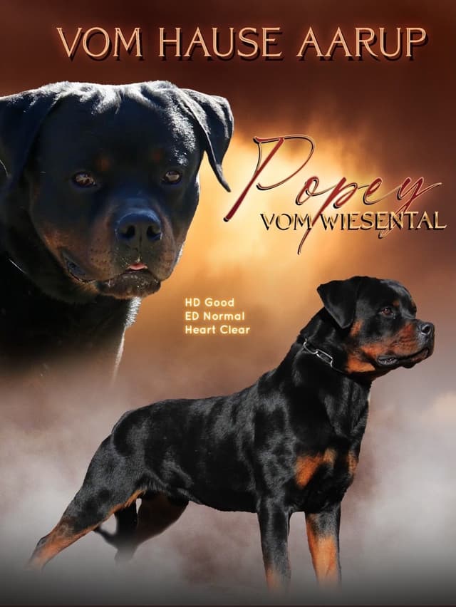 German Rottweiler Puppies. Working and Show bloodlines media 2