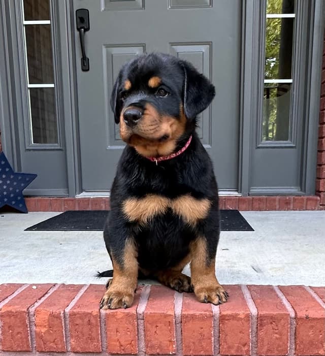 German Rottweiler Puppies. Working and Show bloodlines media 3