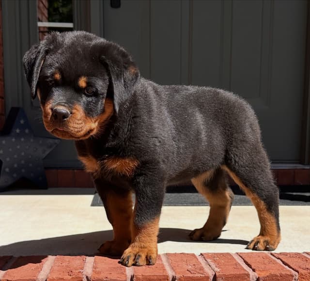 German Rottweiler Puppies. Working and Show bloodlines media 4