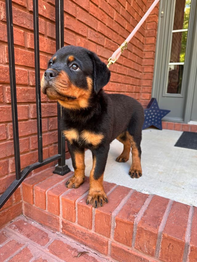 German Rottweiler Puppies. Working and Show bloodlines media 5