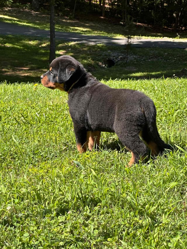 German Rottweiler Puppies. Working and Show bloodlines media 8