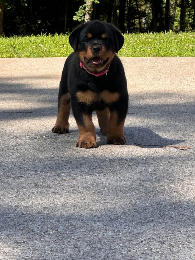 German Rottweiler Puppies. Working and Show bloodlines media 7