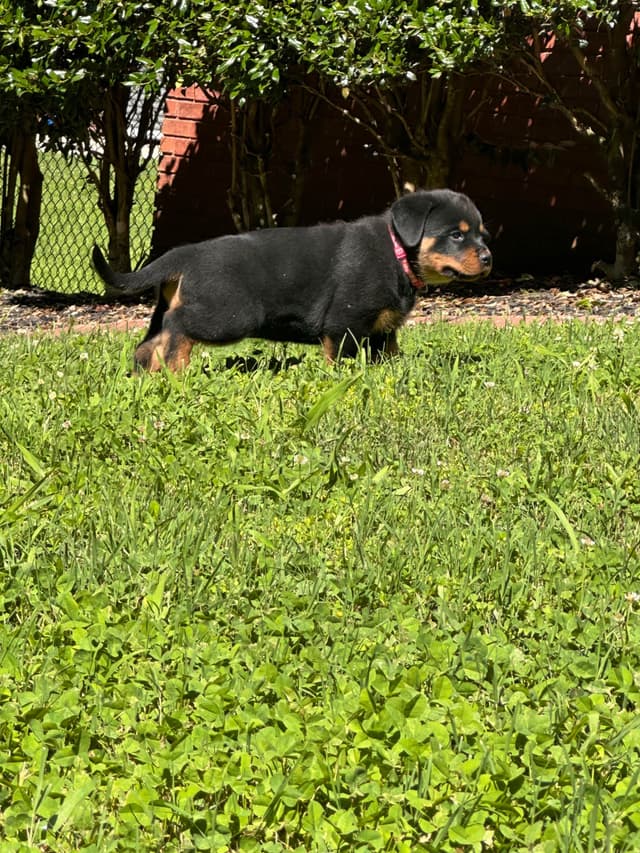 German Rottweiler Puppies. Working and Show bloodlines media 9