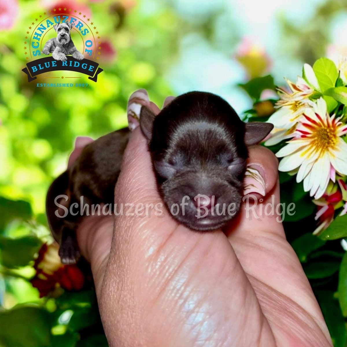 Miniature Schnauzer Puppies breeder image 2