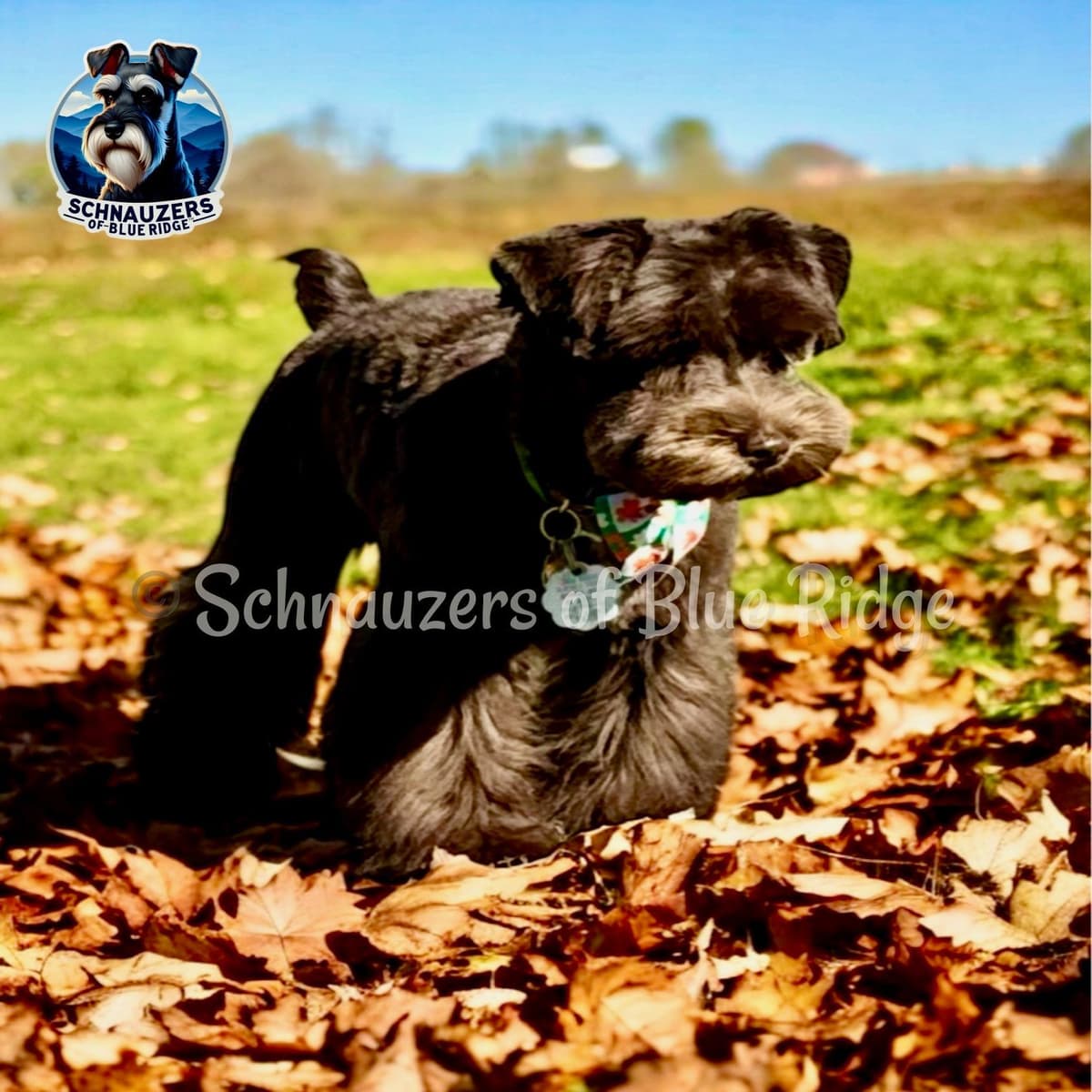 Miniature Schnauzer Puppies breeder image 1