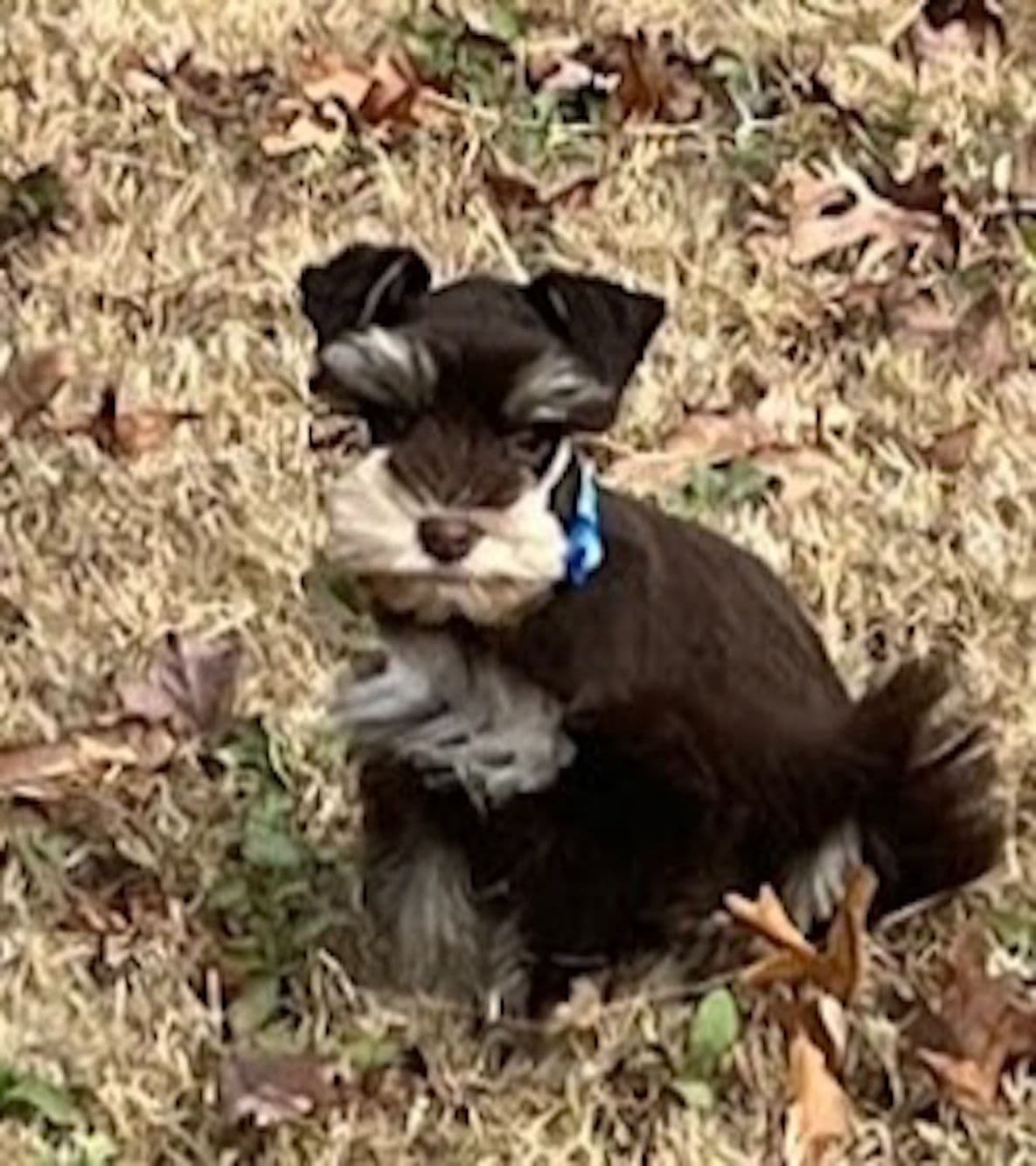 Miniature Schnauzer Puppies breeder image 5