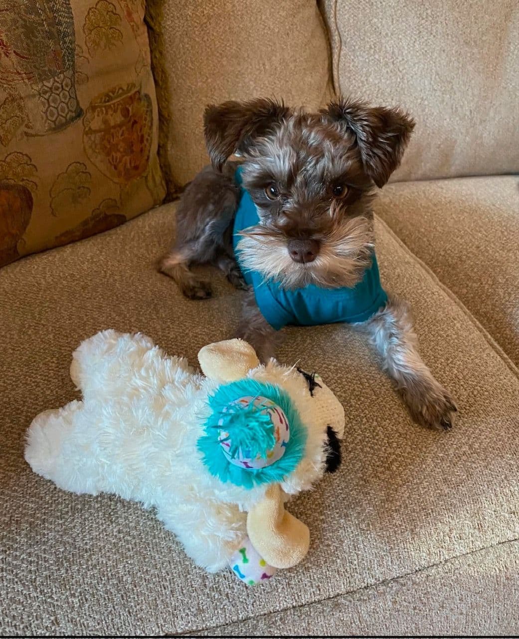 Miniature Schnauzer Puppies breeder image 6