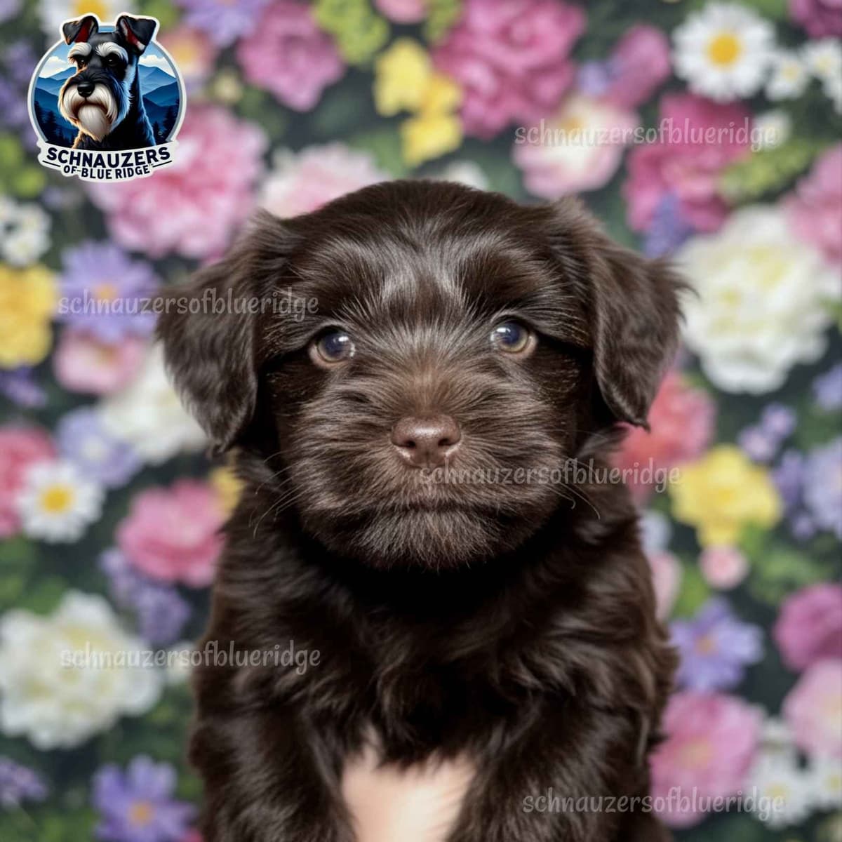 Miniature Schnauzer Puppies breeder image 3