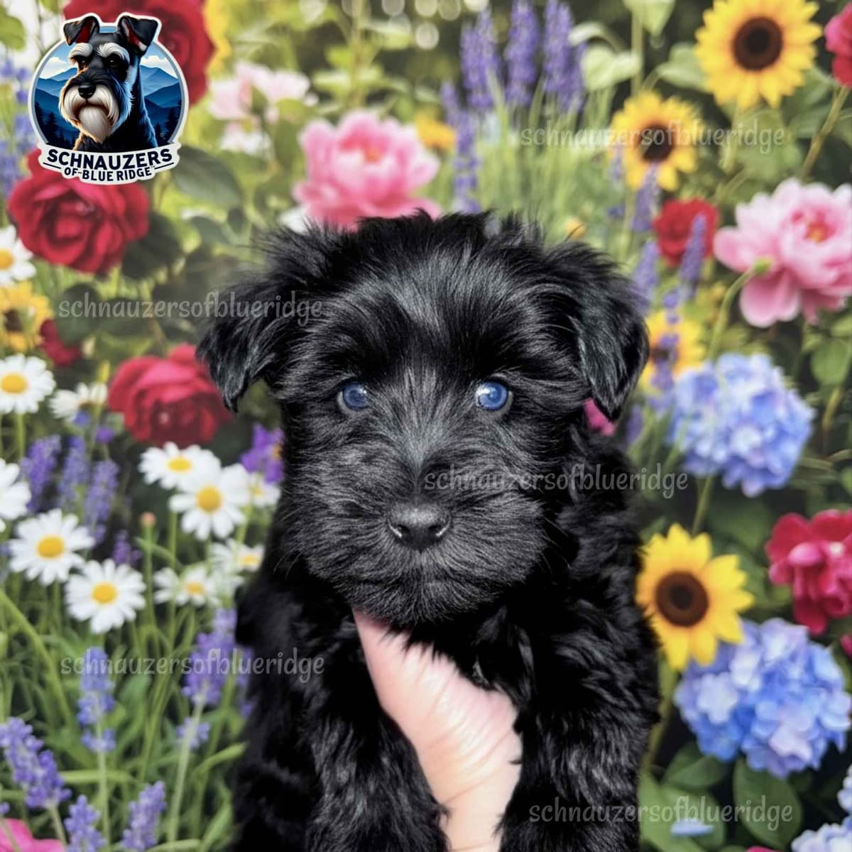 Miniature Schnauzer Puppies breeder image 8